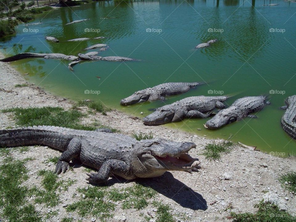 Crocs in Florida swamp.