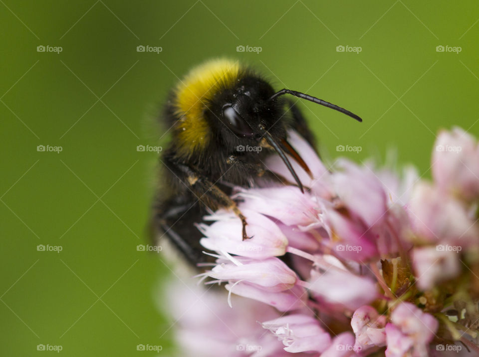 Bee on pink flower