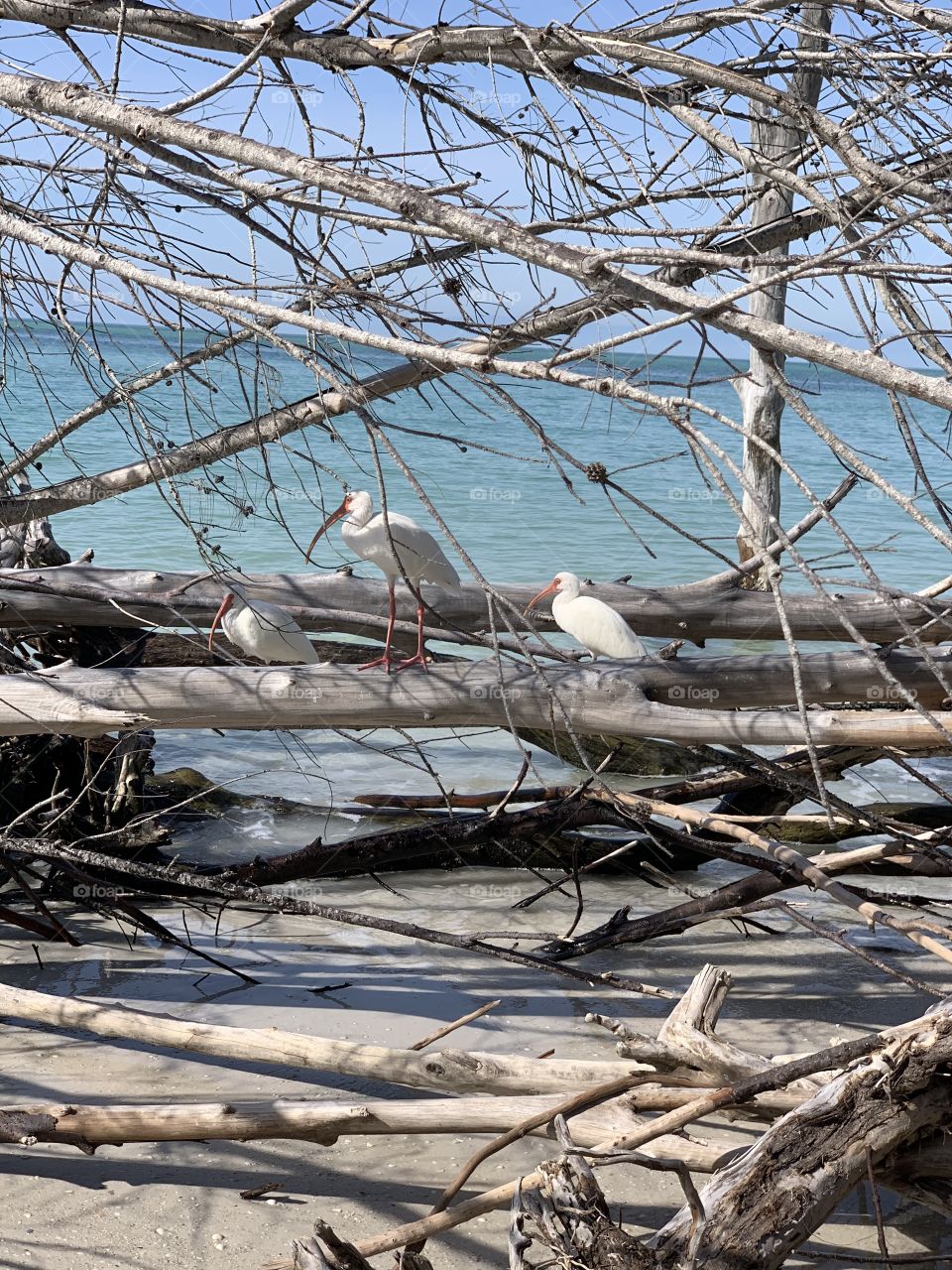 Trees on the Beach 