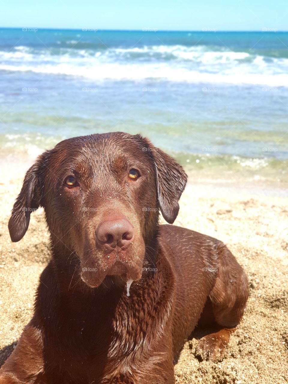 Labrador#dog#canine#hungry#beach#sea#sand