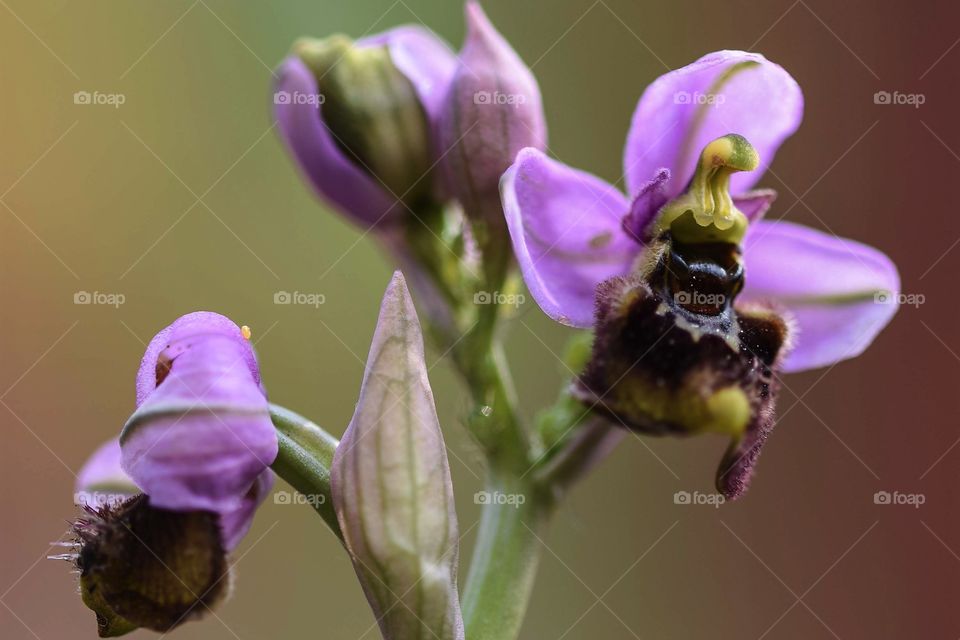 Ophrys tenthredinifera, the sawfly orchid, is a terrestrial species of orchid native to the Mediterranean. The common name refers to a purported resemblance between the flower and the sawfly, a wasp-like insect.