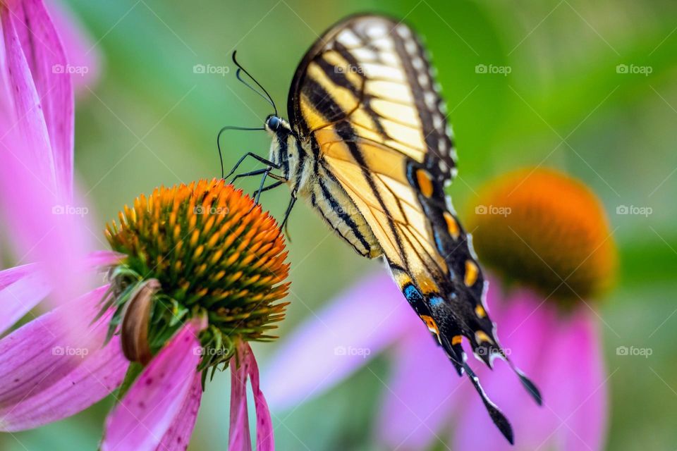 An Eastern Tiger Swallowtail approaches the apex of a coneflower bloom. A prime example of two native species helping each other out. 