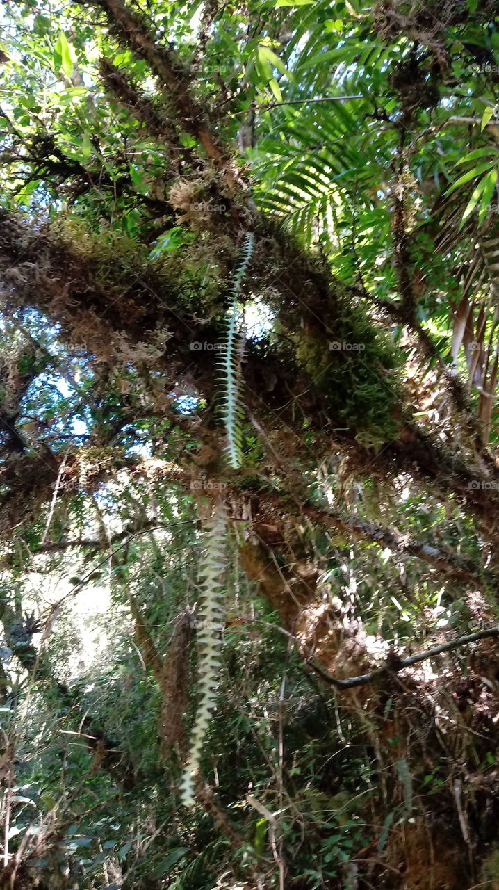 NATURE FOREST ENVIRONMENTAL