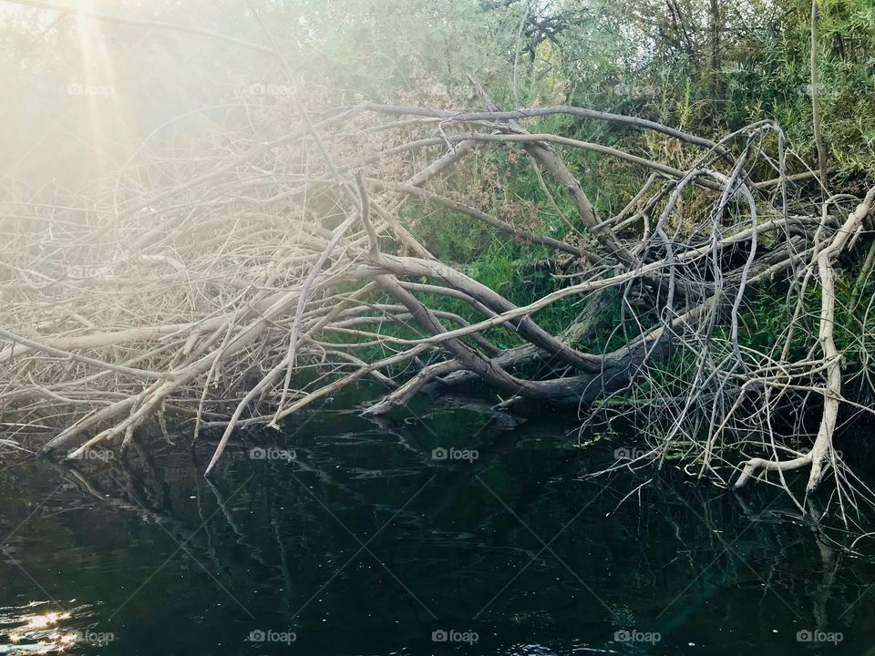 Water flow and the branches 