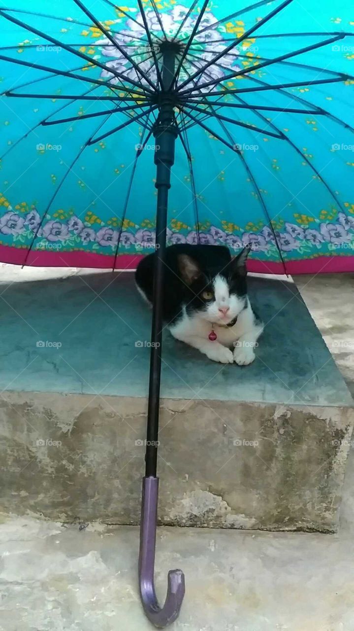 the cat under the umbrella is afraid of the sun
