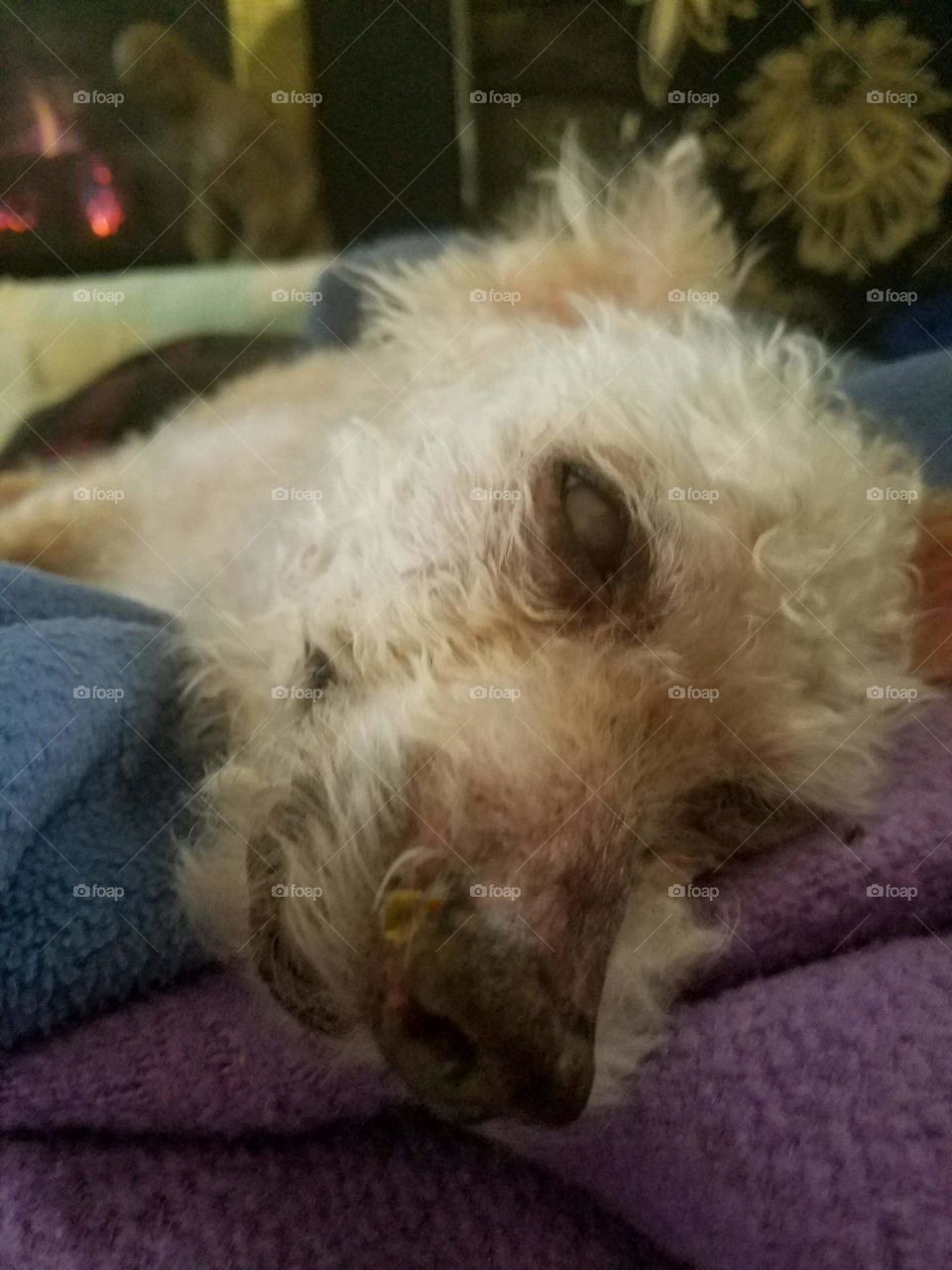 My dog sleeping with his eyes open, snoring away too.