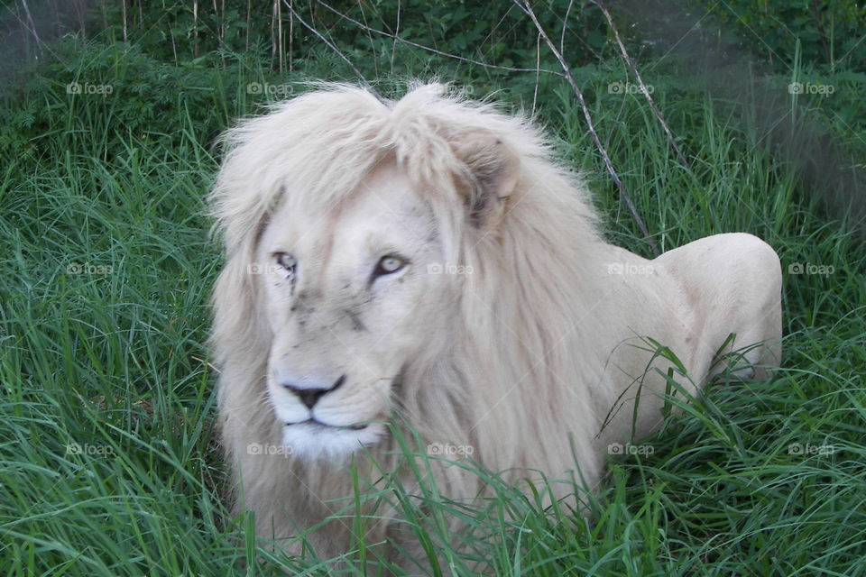 Male white lion at a breeding program in South Africa
