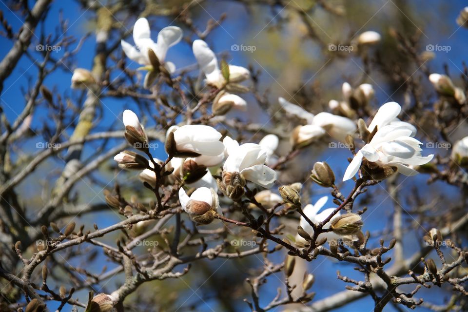 Low angle view of magnolia tree branch