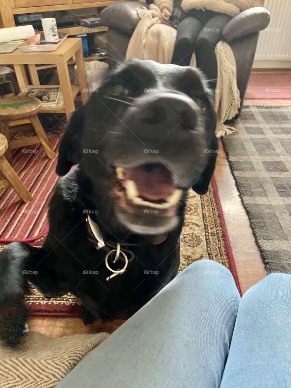 “How are ya?” 🐶