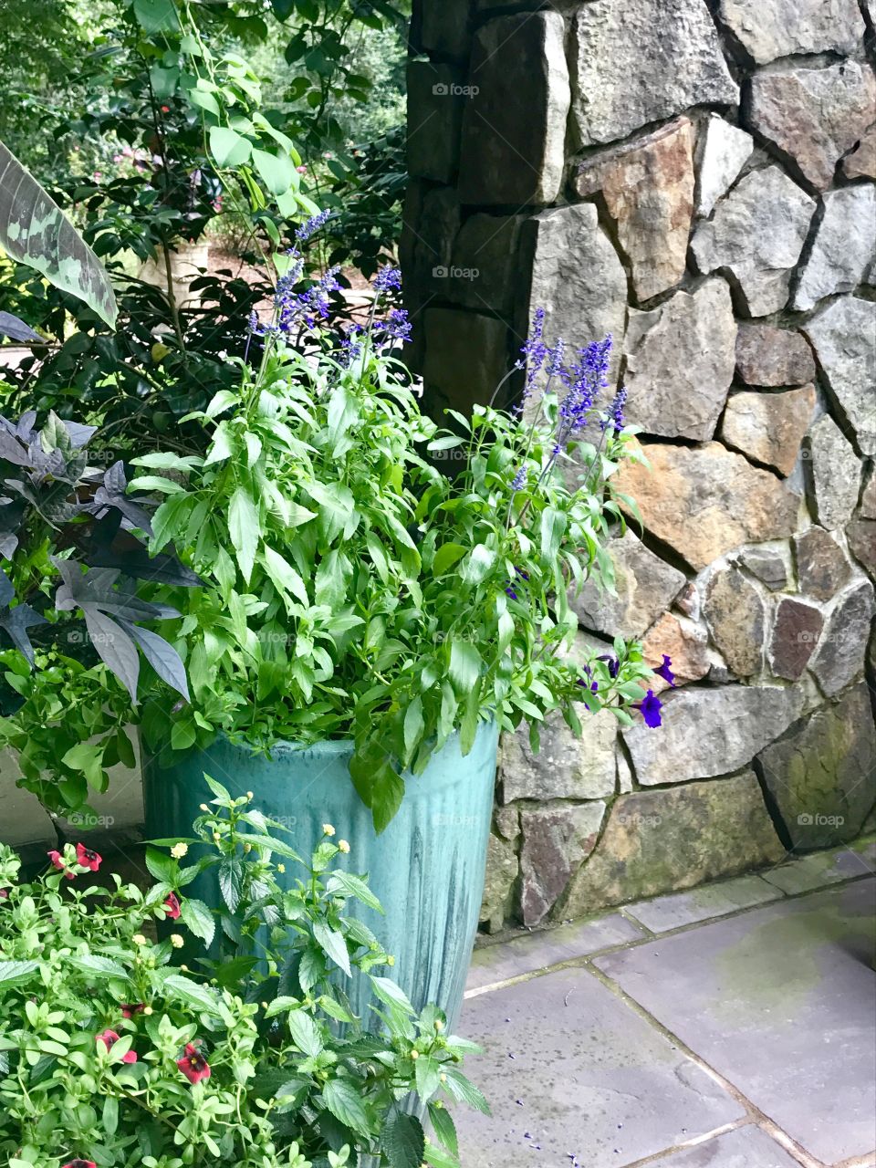 Potted Plant by Stone Wall