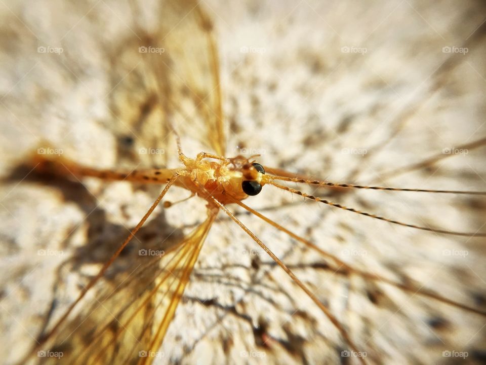 Mayfly