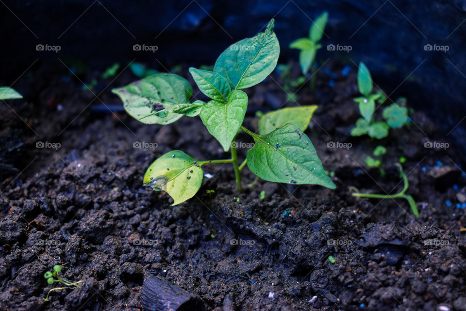 Tekstur of the leaf