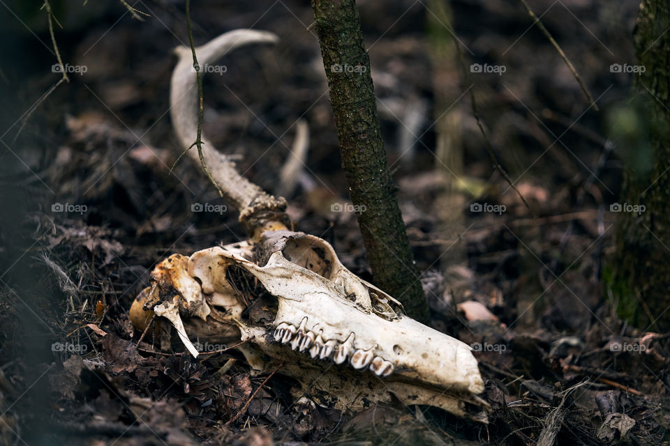 Deer skull in nature