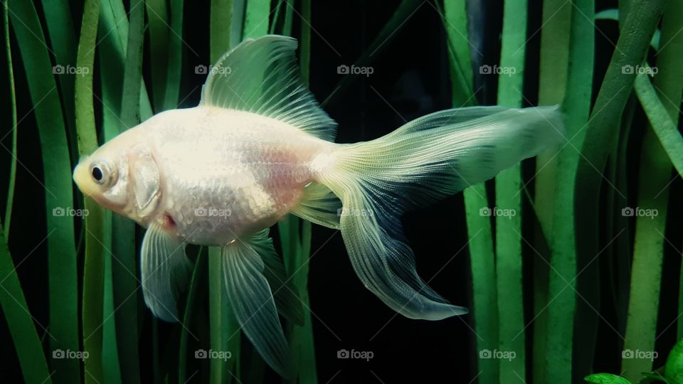 Aquarium white Fish