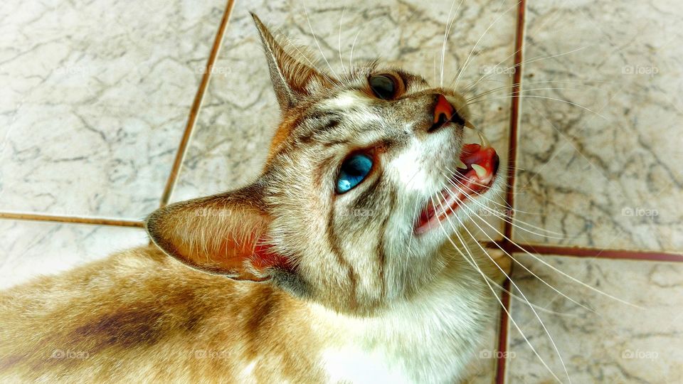 O gato miando, mostrando os dentes, presas. Boca, bigode...