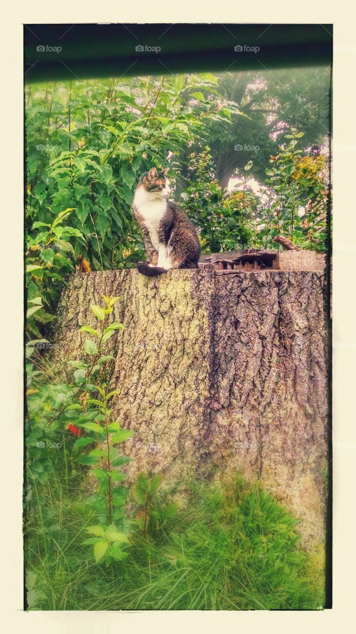 cat on a tree stump