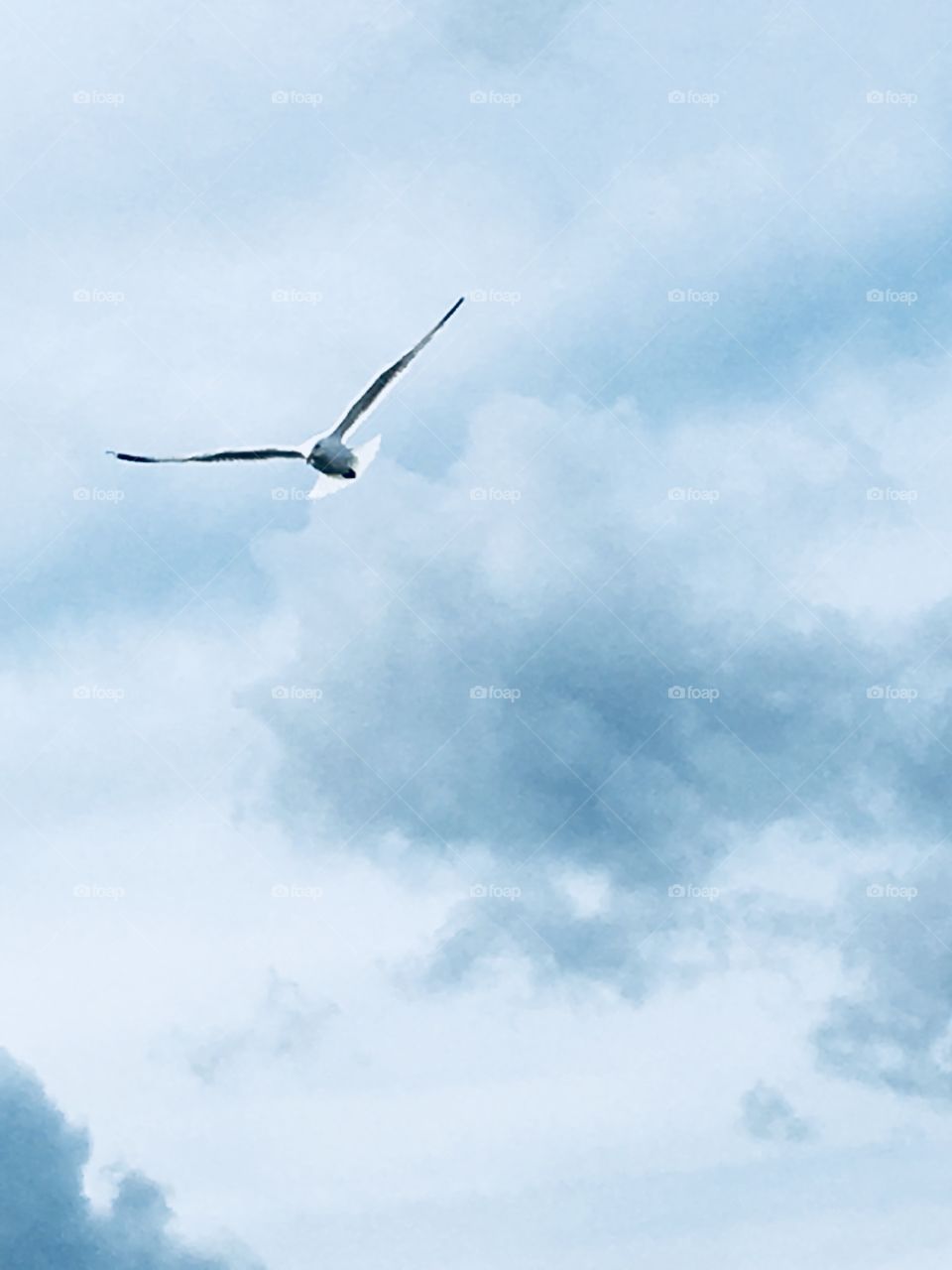 A seagull flying over our heads on the beach in cape cod Massachusetts 