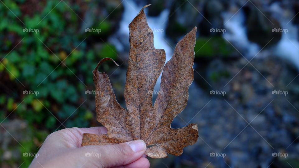 Holding dry leaf in front of a water fall