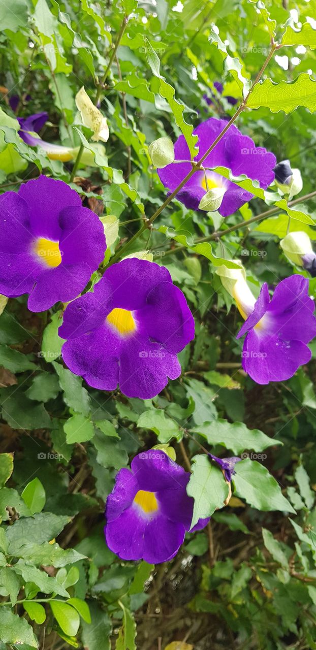 purple flowers