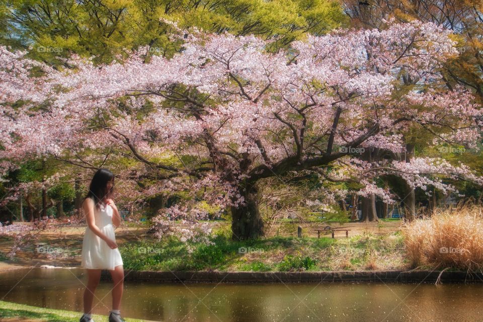 Cherry Blossoms at Hama-rikyu park, Tokyo 