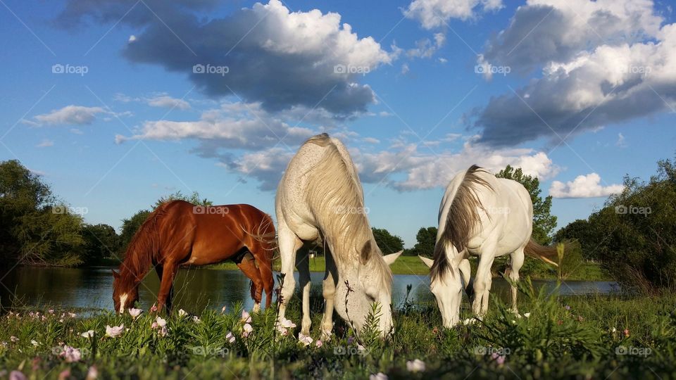 Three Horses Grazing Under a Cloud Filled Sky