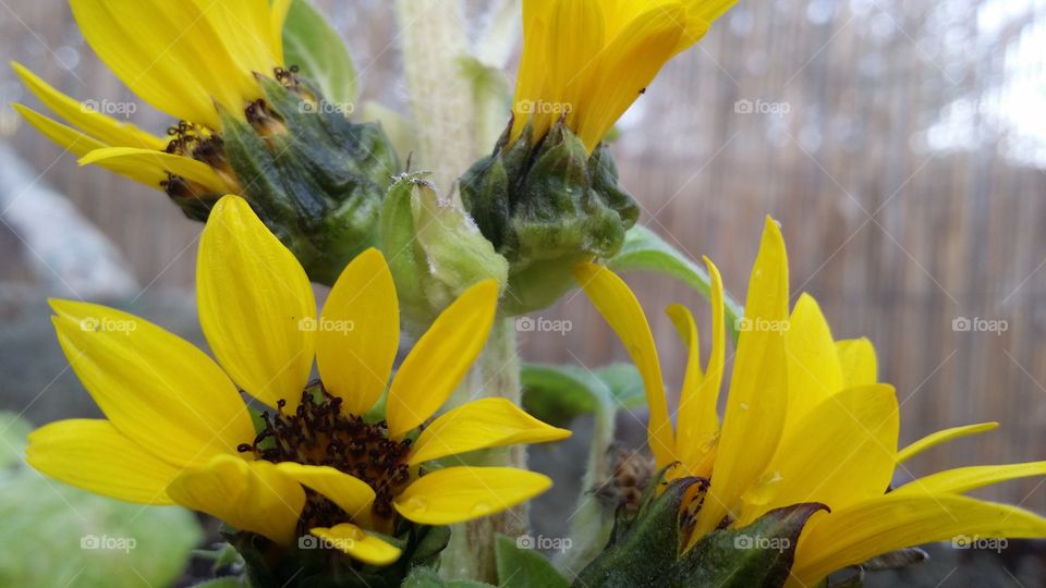 sunflower in closeup