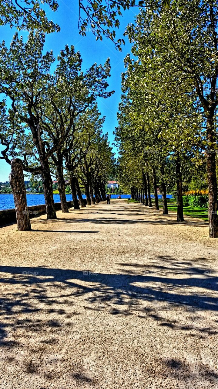 Lovely park. Lovely trees forming an ale.