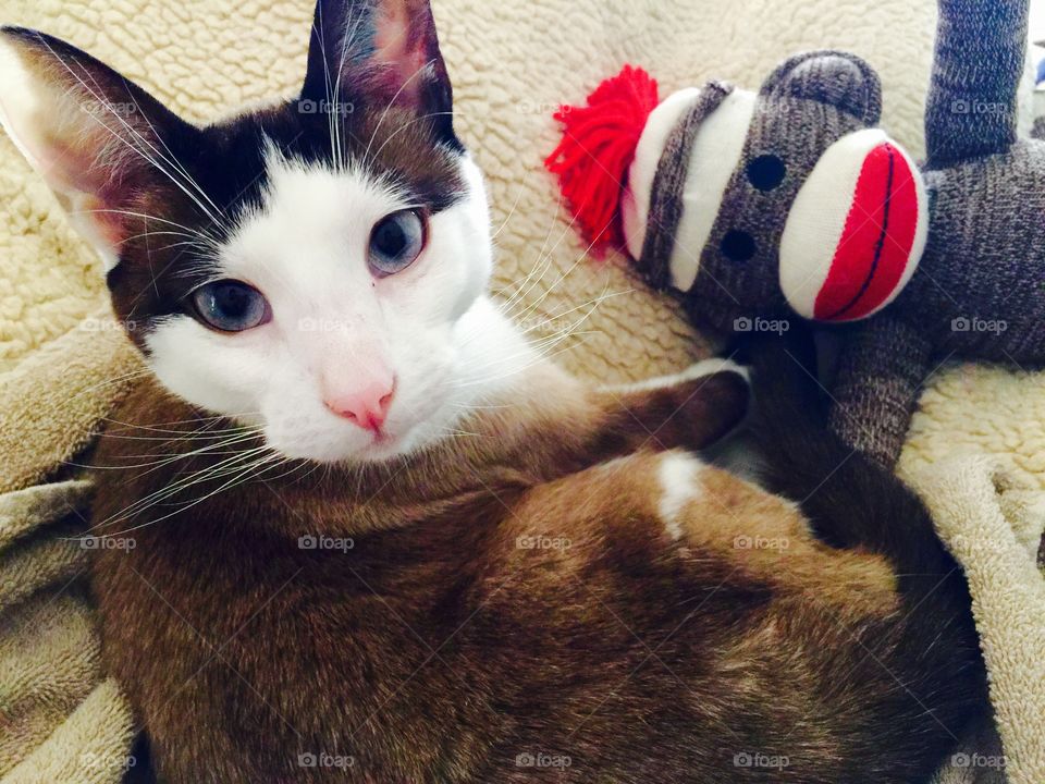 Sock Monkey Toy and Kitty