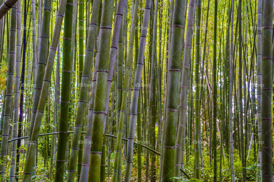 Japanese Bamboo