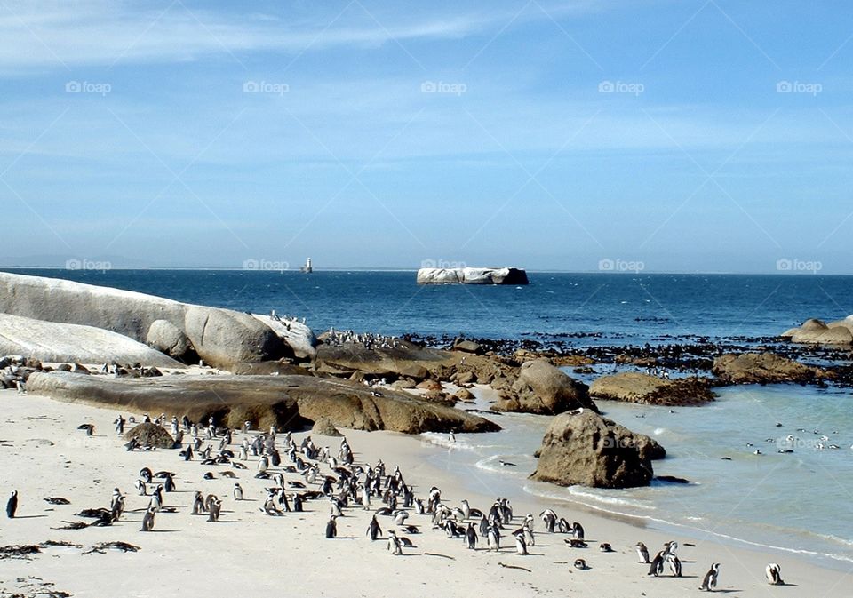 Penguin Colony, Boulders Beach, Cape Town, South Africa