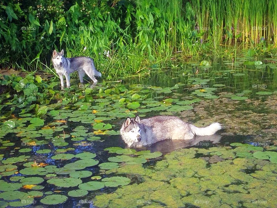 Incredible Husky Dogs