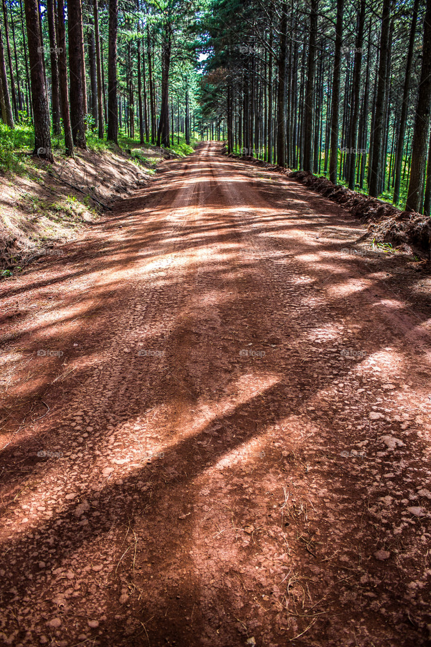 plantation road with pine tree line
