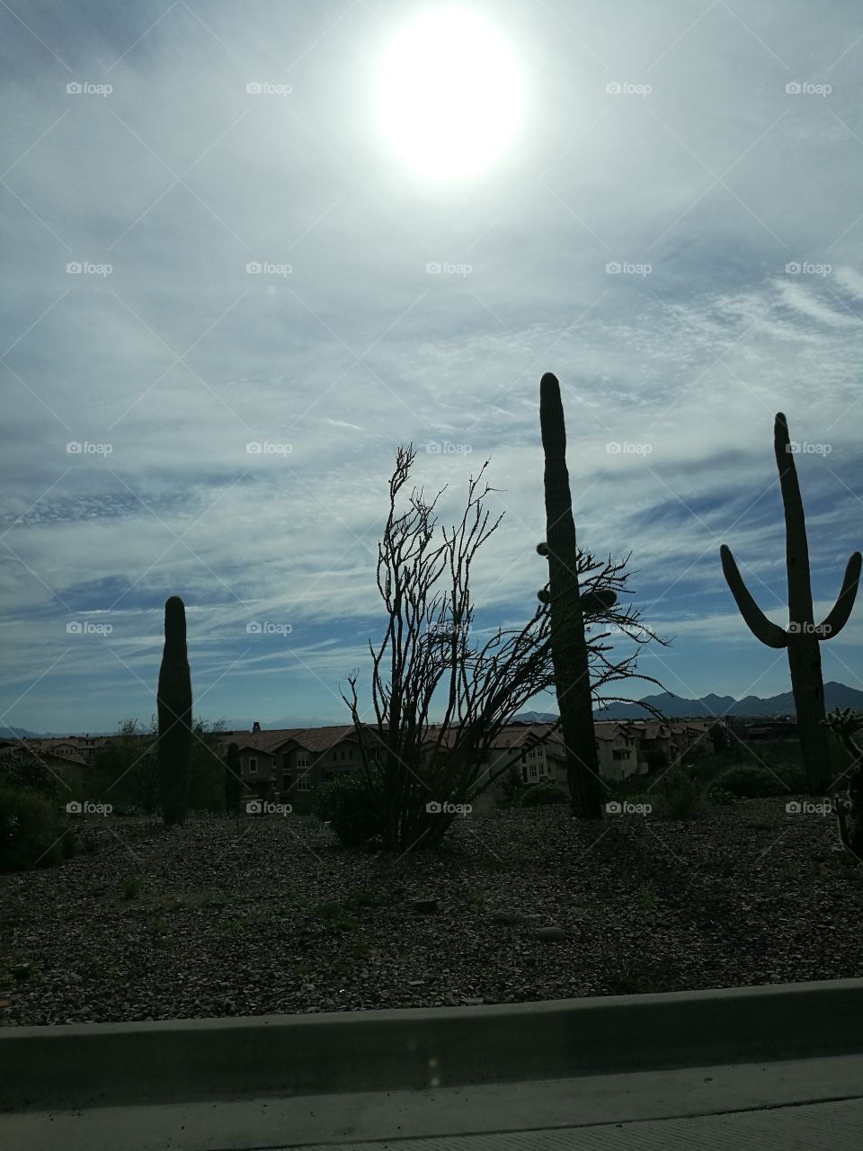 Scenery of cactus trees  with sunshine