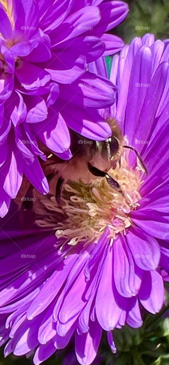 Bee