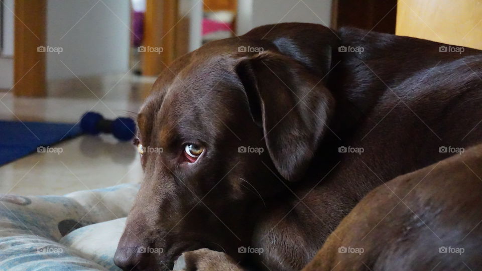 Labrador#canine#dog#relax#pet#cute