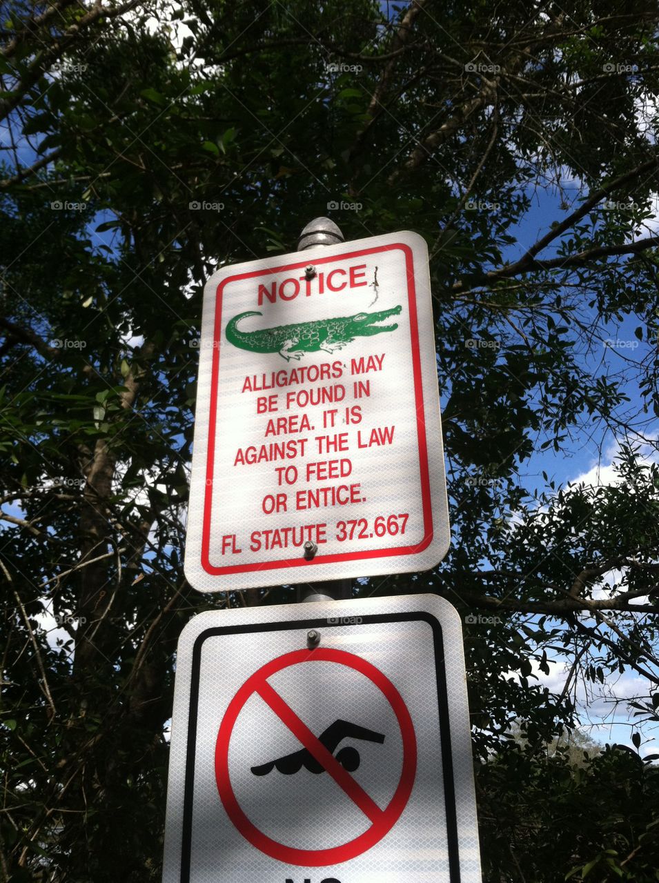 Alligators and No Swimming Warning Sign