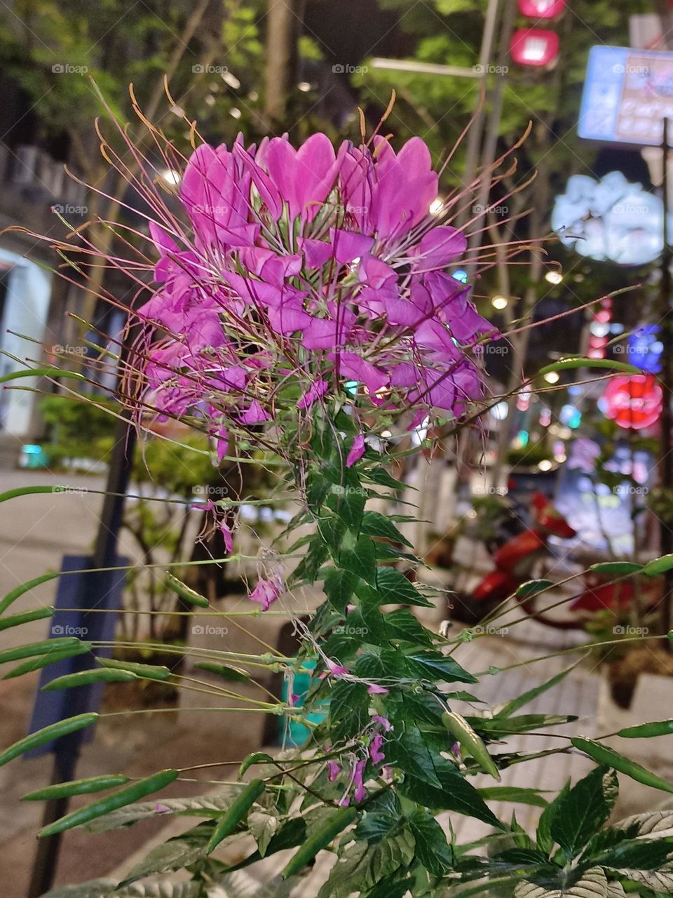 Spider Flower