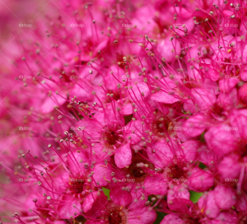 little princess bridal bouquet flowers pretty pink by lightanddrawing