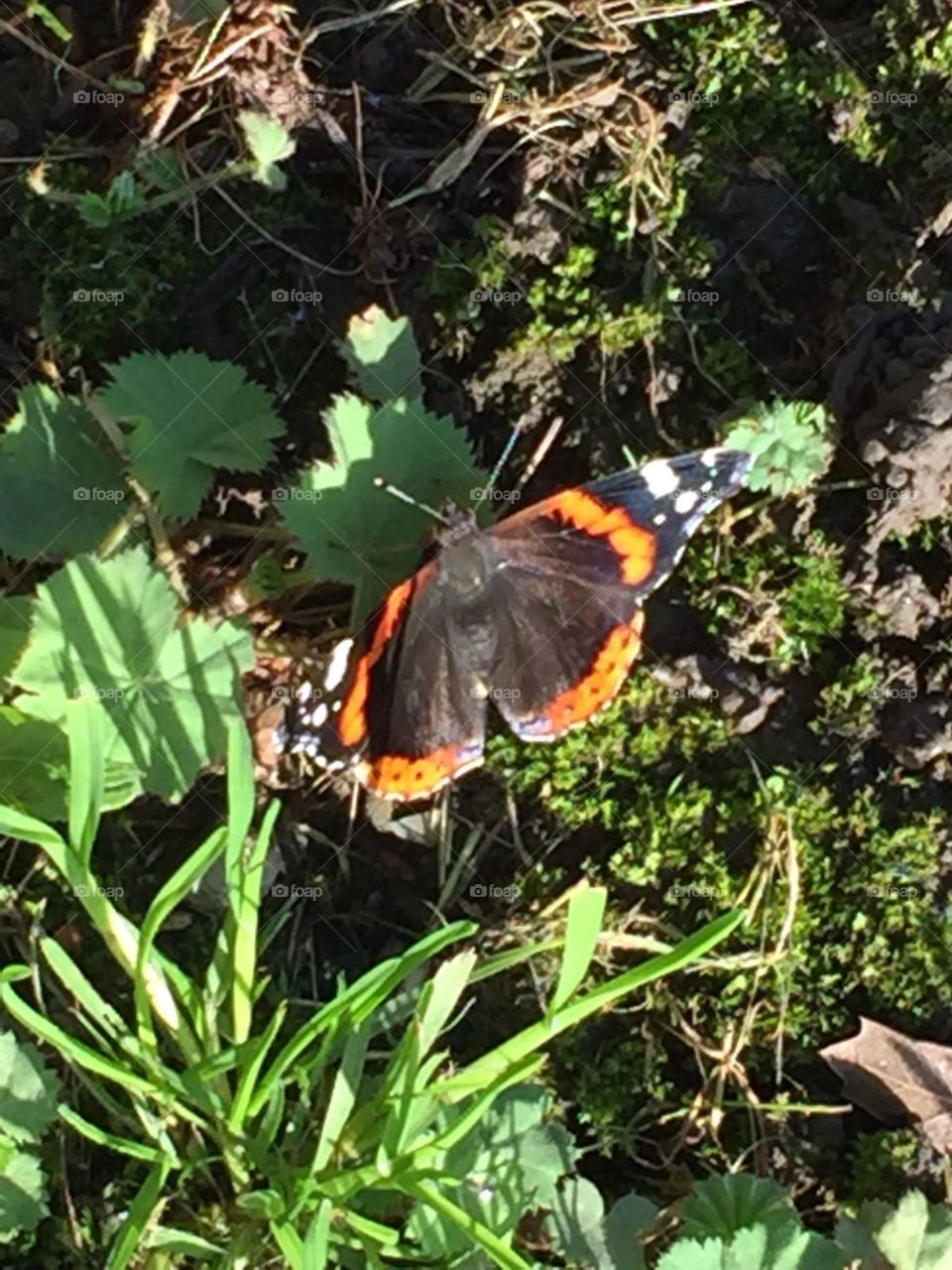 a beautiful butterfly