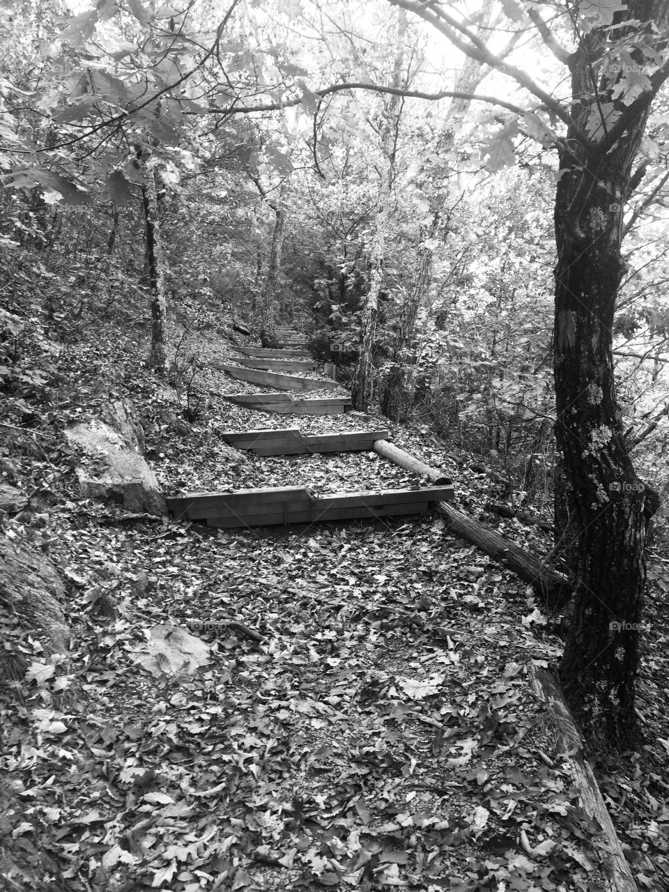 Black and white path woods 