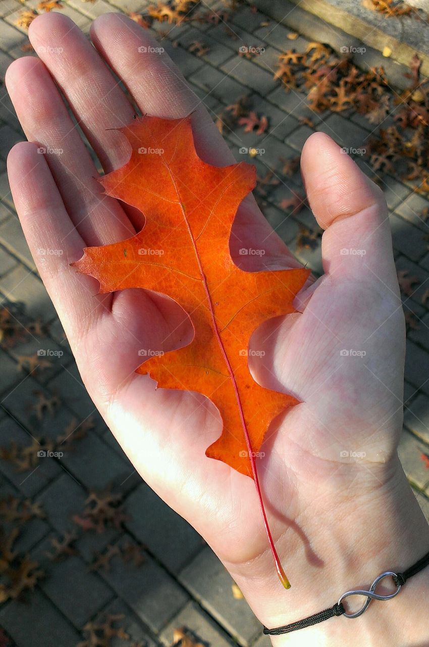 An orange leaf lying on a hand