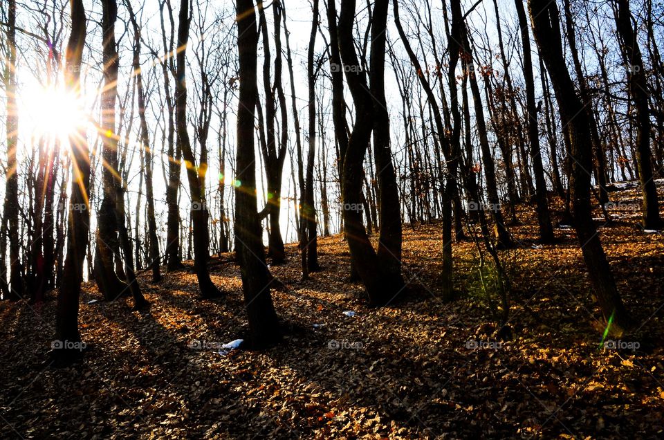 sun rays in the forest