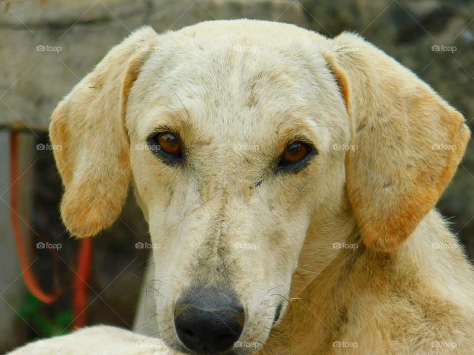 Indian pet animal dog closeup