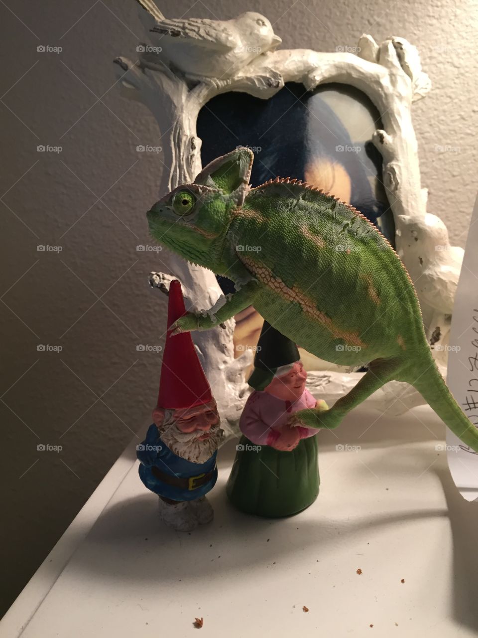 Chameleon and his gnomes 