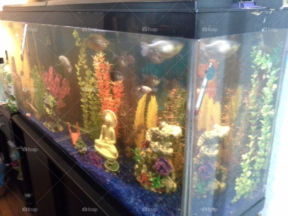 aquarium. fishies