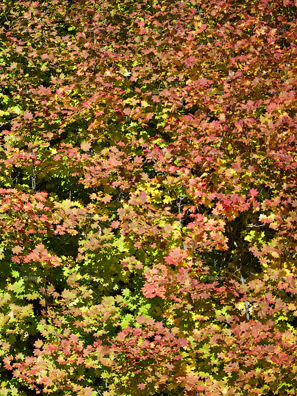 Multitudes of leaves changing to their fall colors of red, orange, and yellow on a bright autumn day. 