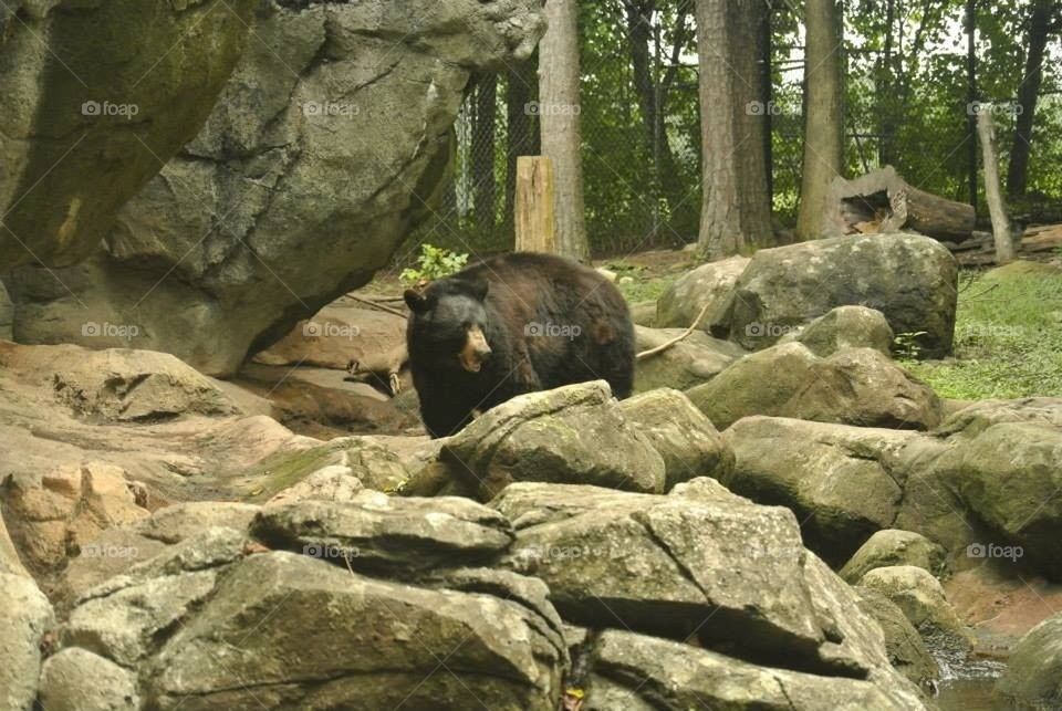Black Bear