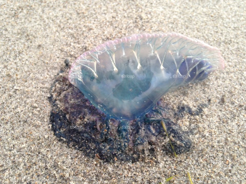 Man o war 