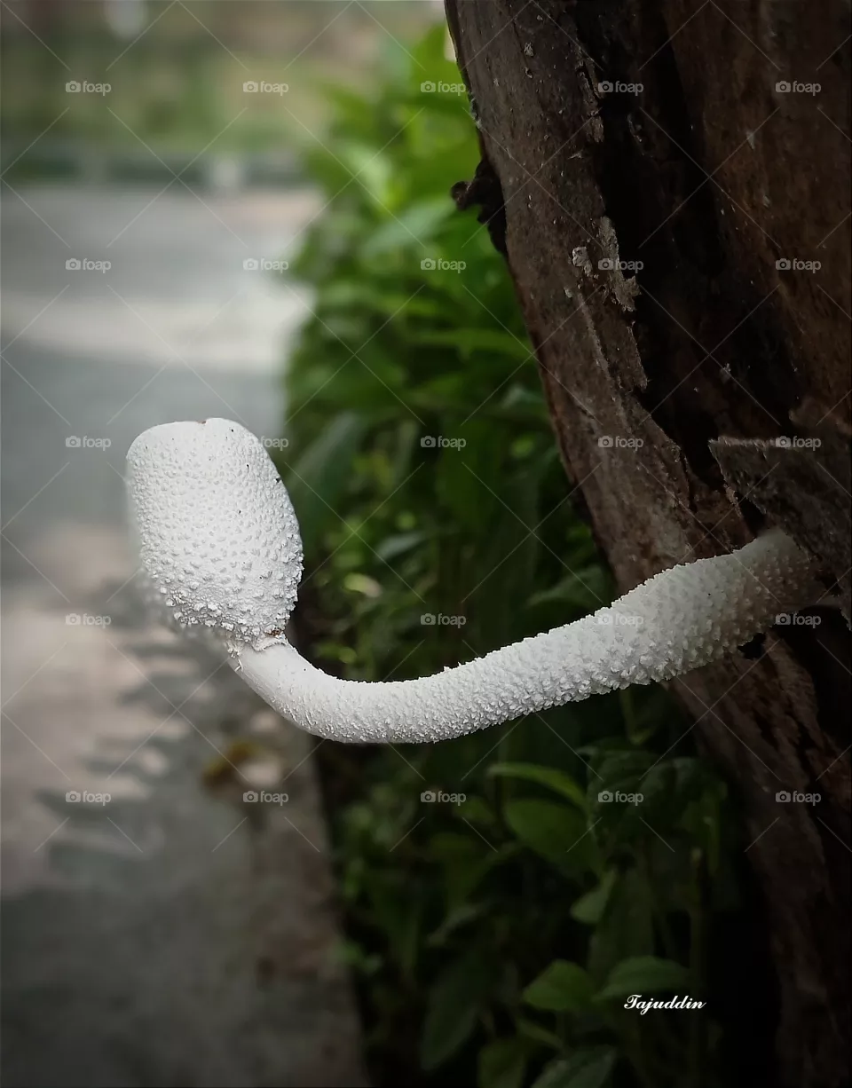 color white