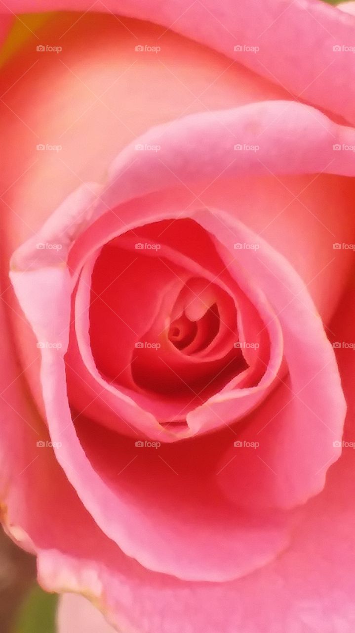 pink rose contours